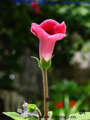 烟筒花_烟筒-痰喘-音名-生境-