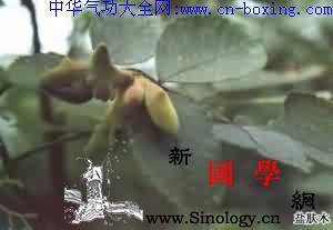 盐肤木_子树-公担-盐肤木-盐霜-