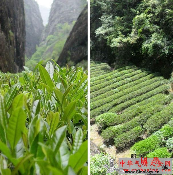 大红袍属于什么茶大红袍的分类_武夷山-茶树-乌龙茶-状元-