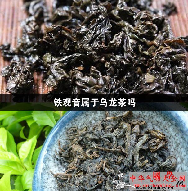 铁观音属于乌龙茶吗_乌龙茶-铁观音-龋齿-功效-