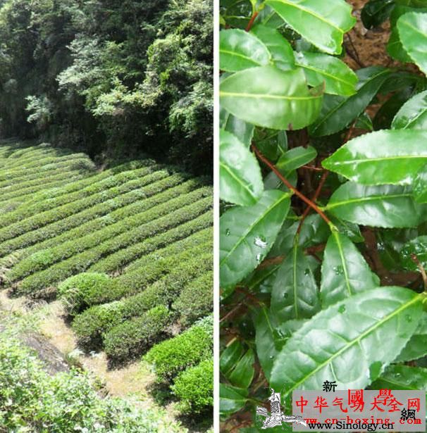 大红袍属于什么茶大红袍是哪种类型的茶_乌龙茶-喝茶-茶叶-武夷-