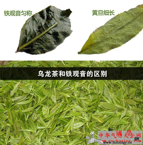 乌龙茶和铁观音的区别_乌龙茶-铁观音-咖啡碱-茶汤-