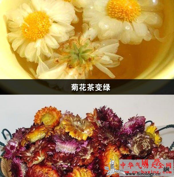 菊花茶变绿_菊花茶-菊花-冲泡-饮用-