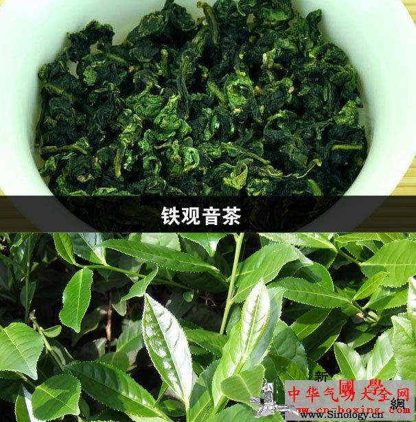 铁观音茶_铁观音-脂蛋白-儿茶素-饮茶-