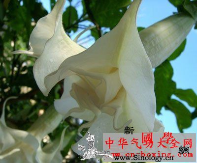 双花酒_腺毛-金花-裂片-花萼-