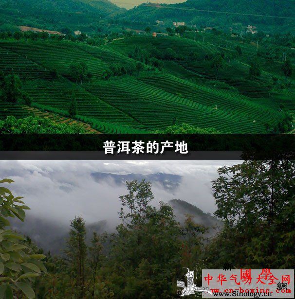 普洱茶的产地_梅子-普洱茶-橘黄-产地-