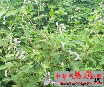 水蓼酒_杀虫-止痒-脚气-消肿-