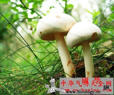 松酒_松节-培养液-杆菌-乙醇-