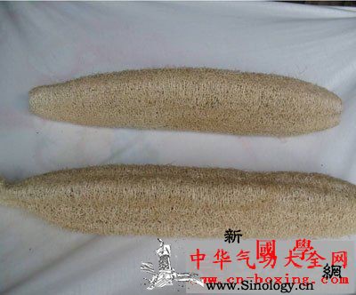 丝瓜络酒_橘络-拘挛-桑枝-维管束-