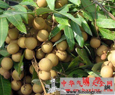 二仙酒_胡芦巴-米泔水-绿叶-桂圆-