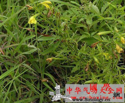 刘寄奴酒_疳疮-日华-刘寄奴-金疮-