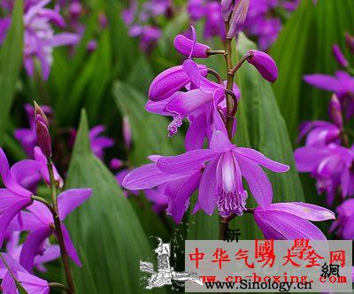 牛皮癣一号酒_裂片-鳞茎-白芨-须根-