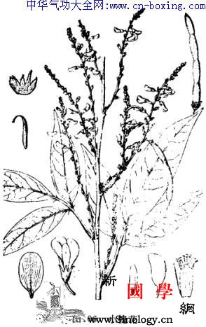 小槐花_槐花-芫花-疳积-基部-