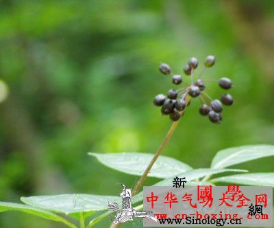 五加解郁酒_拘挛-火麻仁-威灵仙-配伍-