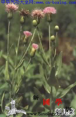 小蓟_头状花序-刺儿-升压-止血-