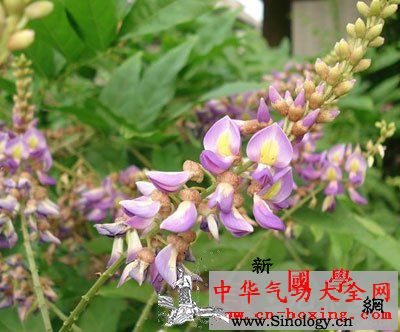 鸡蛇酒_扶风-杀虫-木部-鸡血藤-