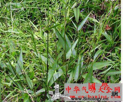 竹叶酒_林下-南和-叶鞘-淡竹叶- ()