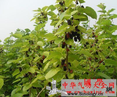 叶酸桑椹酒_桑葚-桑椹-头发-补血-