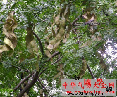 皂荚乌饧酒_皂荚-祛痰-滴虫-溶血-