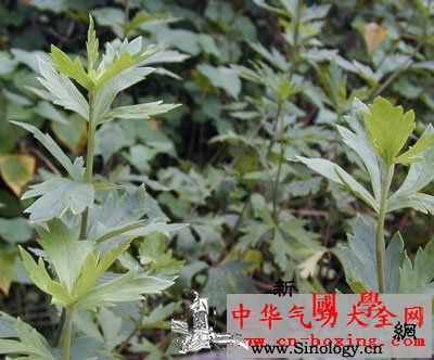 关节炎酒_灰分-关节-风寒-炮制-