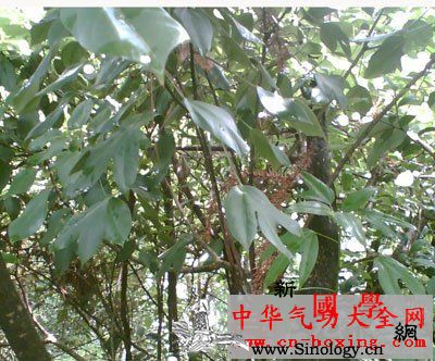 枫荷梨祛风湿酒_舒筋活血-偏瘫-风湿性关节炎-除湿-