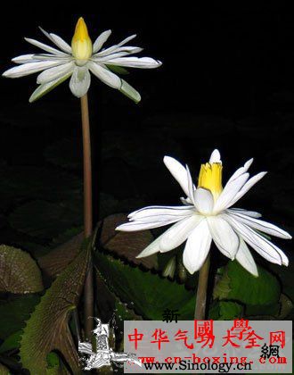 葶苈酒_桑白皮-腹水-雄鸡-遍体-