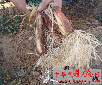 葱根酒_葱白-豆豉-腹痛-较强-