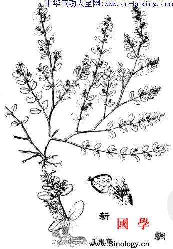 小飞扬草_文山-花序-患处-痢疾-