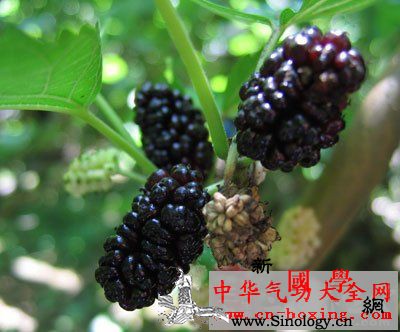 鲜桑椹酒_桑葚-桑椹-头发-耳鸣-