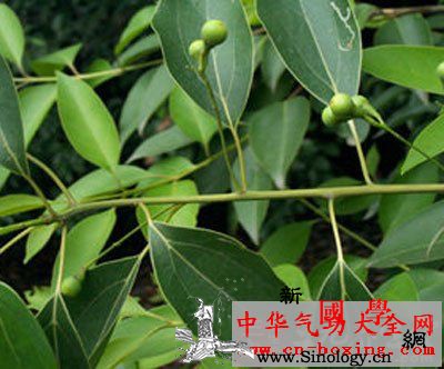 三宝回阳酒_感受器-樟脑-血管-抑制- ()