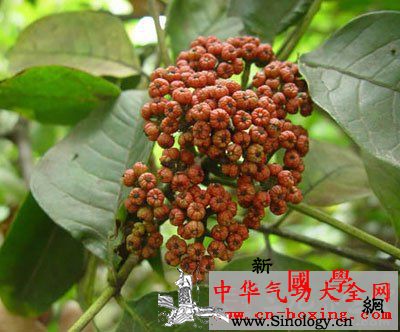 四逆酒_吴茱萸-干姜-生姜-腹痛-