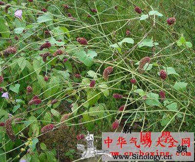 地榆酒_麦门冬-苍术-久病-选编-