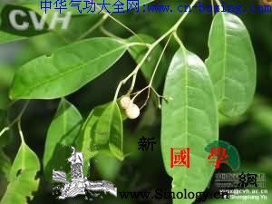 小发散_花梗-生境-卵形-花序- ()