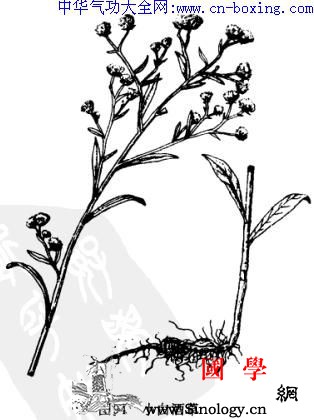 小飞蓬_腺毛-头状花序-基部-痢疾-