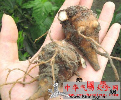 天雄独活酒_吐泻-乌头-附子-独活-