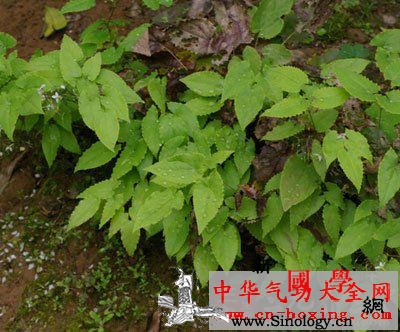 仙灵橘皮酒_拘挛-威灵仙-巴戟天-遗精-