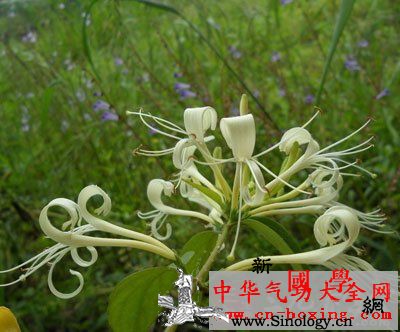 五圣酒_痈疽-生药-赤芍-忍冬-