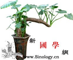 依五行栽植改变居家风水_栽植-椿树-绿宝石-居家- ()