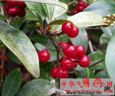 茵芋细辛酒_横纹肌-麻黄碱-细辛-收缩-