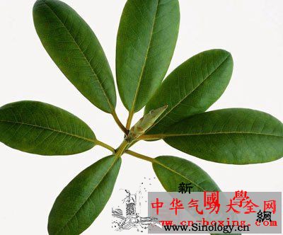 长春酒_叶柄-化痰-止咳-突起-