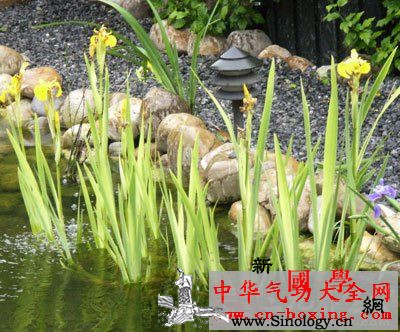 菖蒲白术酒_菖蒲-远志-配伍-茯苓-