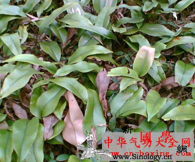 补酒方_孢子囊-石韦-叶柄-细辛-