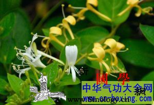 治疗咽炎的四种药茶_润肺-清热解毒-咽炎-止痛-