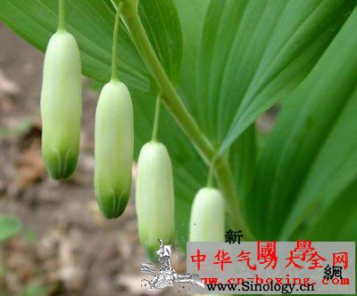 疗疾延寿酒_家蚕-腹腔-延寿-注射-