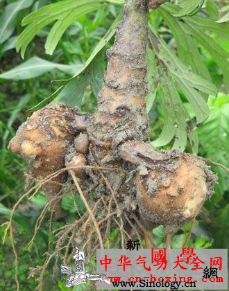 侧子仙员脾酒_萼片-柔毛-裂片-乌头-