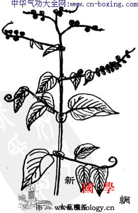 下果藤_音名-花萼-子房-基部-