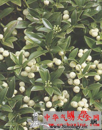 增损茵芋酒_横纹肌-麻黄碱-收缩-风湿-