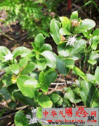 青囊药酒_乌药-枳壳-苍术-阴虚-