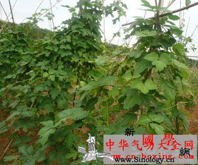 蔓荆子酒_蔓荆子-生药-剂型-等同-