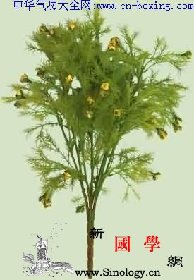 虾须草_无名肿毒-音名-生境-药渣-